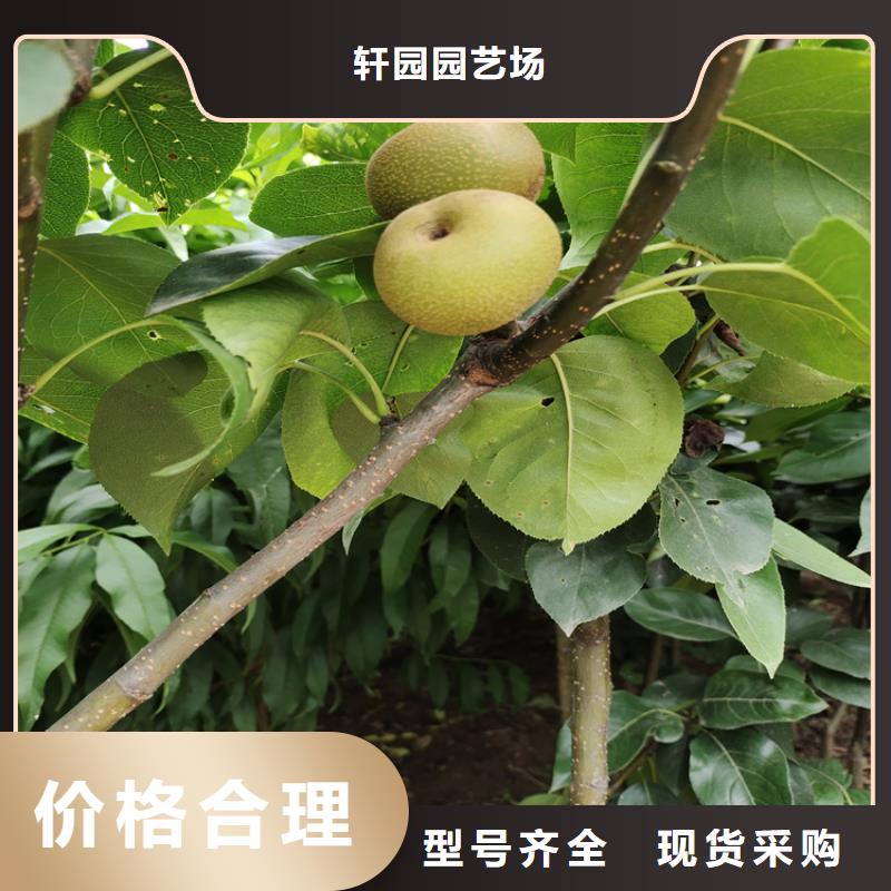 苹果苗视频-苹果苗|河南省濮阳市|清丰|华龙|新乡|鹤壁|三门峡|开封|焦作|安阳|周口