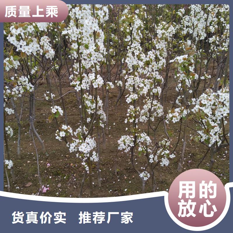梨树-樱桃苗产品参数