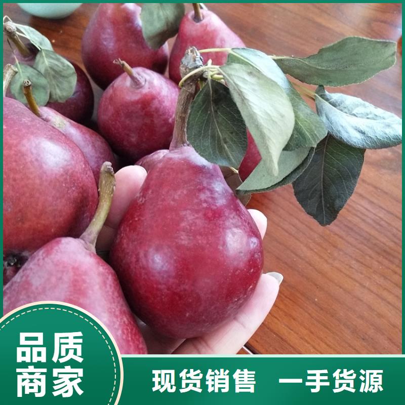 苹果苗视频-新田|东安|湘西|张家界|衡阳|湘潭|娄底|邵阳|郴州苹果苗一手货源源头厂家-轩园园艺场(永州市分公司)
