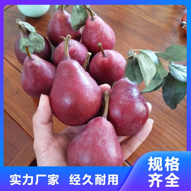 梨树-樱桃苗长期供应