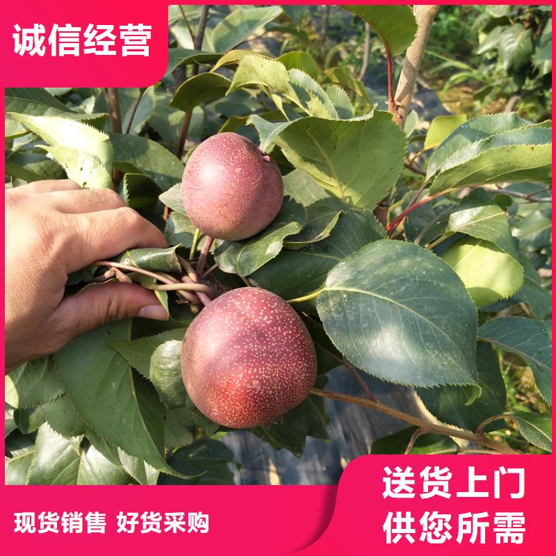 苹果苗视频-新田|东安|湘西|张家界|衡阳|湘潭|娄底|邵阳|郴州苹果苗一手货源源头厂家-轩园园艺场(永州市分公司)
