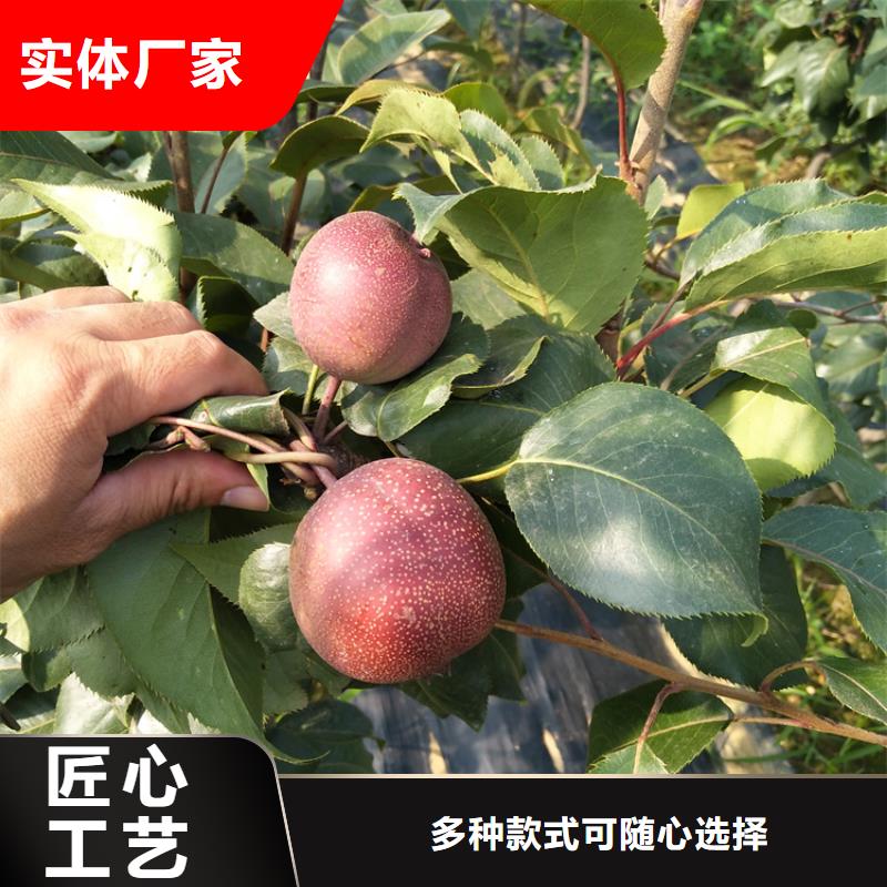 梨树-樱桃苗长期供应