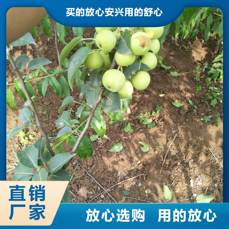 苹果苗视频-黑龙江省|大兴安岭|大庆|绥化|佳木斯|齐齐哈尔|哈尔滨苹果苗-轩园