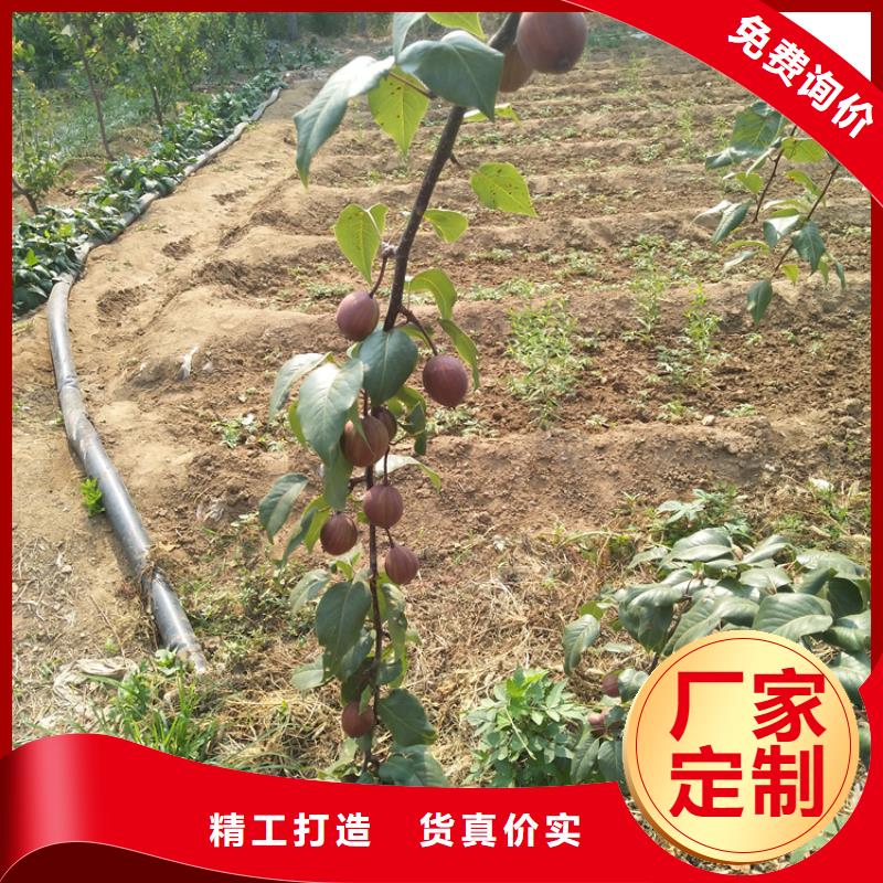 梨树-樱桃苗产品参数