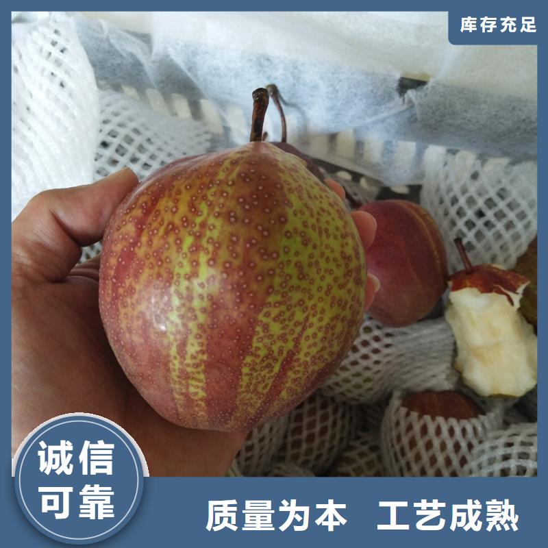 梨树_3公分石榴苗品质之选