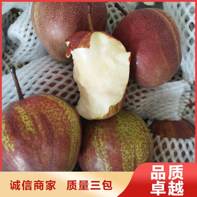 梨树-樱桃苗产品参数