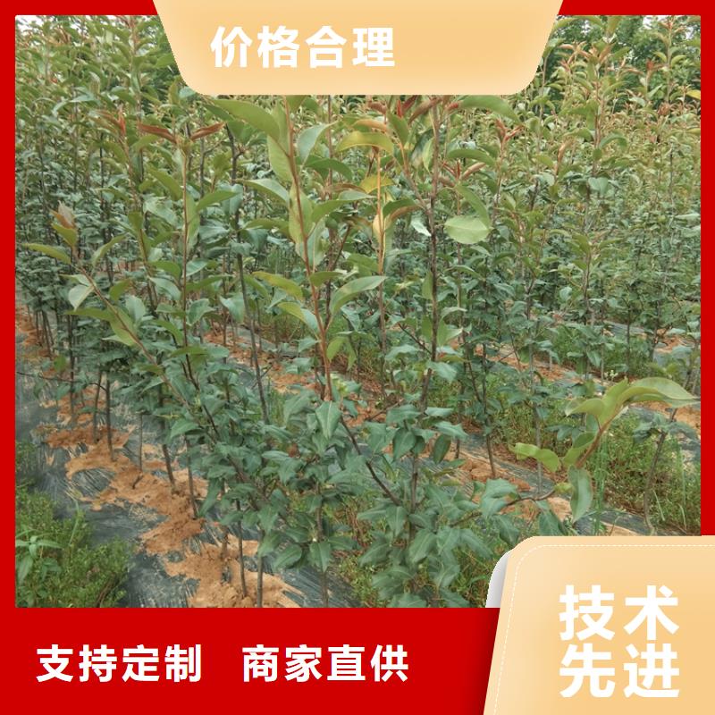 梨树-樱桃苗长期供应