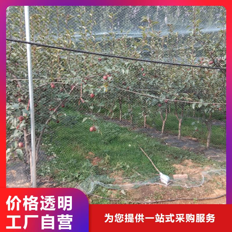 苹果苗视频-新田|东安|湘西|张家界|衡阳|湘潭|娄底|邵阳|郴州苹果苗一手货源源头厂家-轩园园艺场(永州市分公司)