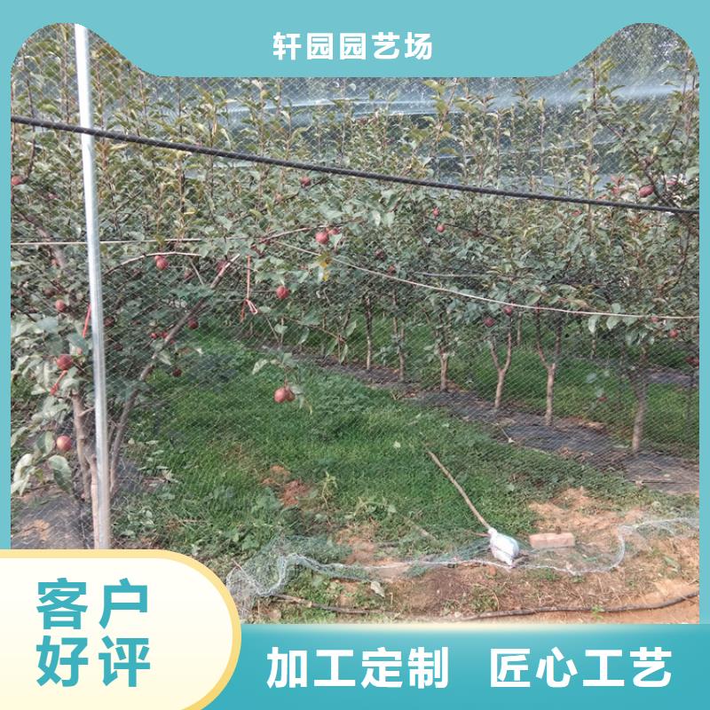 苹果苗视频-苹果苗|河南省濮阳市|清丰|华龙|新乡|鹤壁|三门峡|开封|焦作|安阳|周口