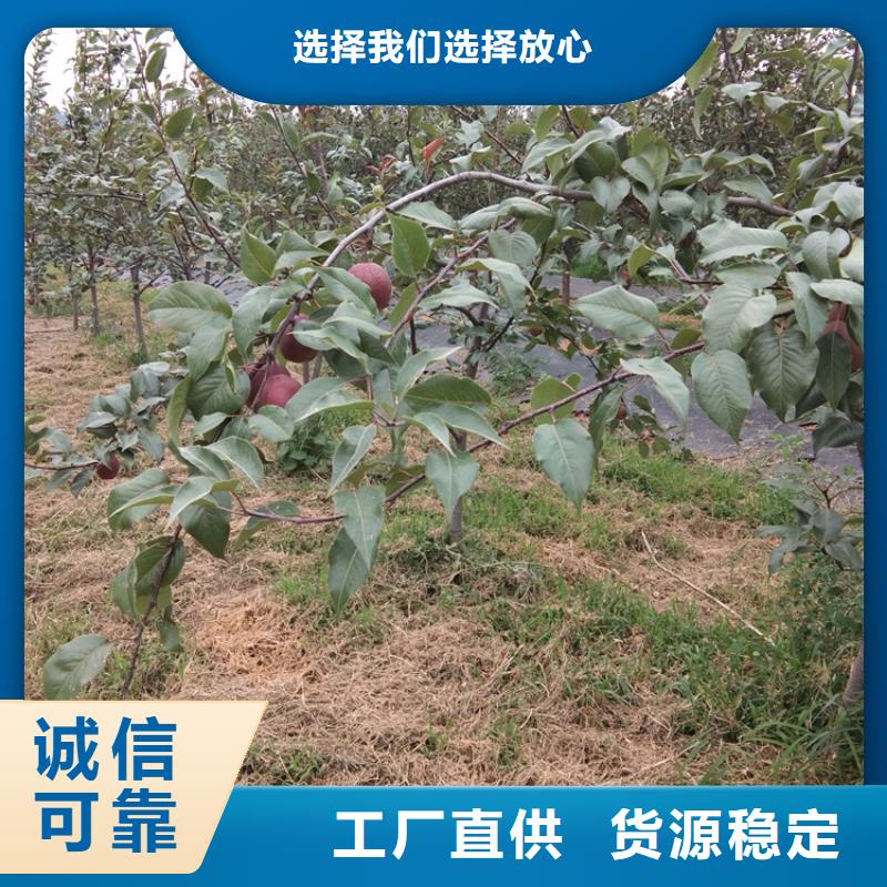 苹果苗视频-苹果苗|河南省濮阳市|清丰|华龙|新乡|鹤壁|三门峡|开封|焦作|安阳|周口