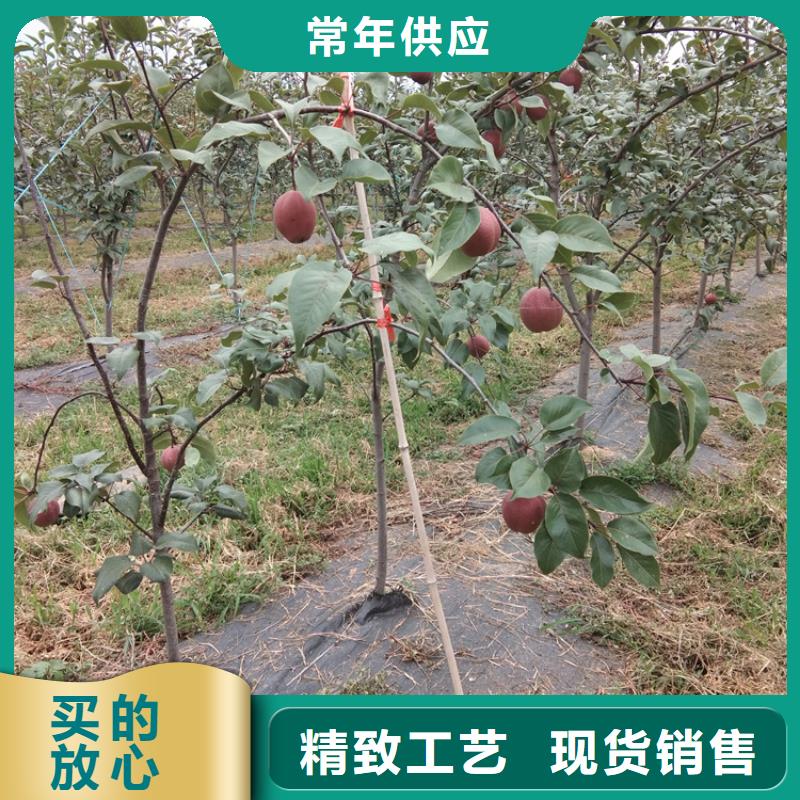 梨树-樱桃苗长期供应