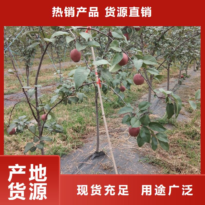 苹果苗视频-新田|东安|湘西|张家界|衡阳|湘潭|娄底|邵阳|郴州苹果苗一手货源源头厂家-轩园园艺场(永州市分公司)