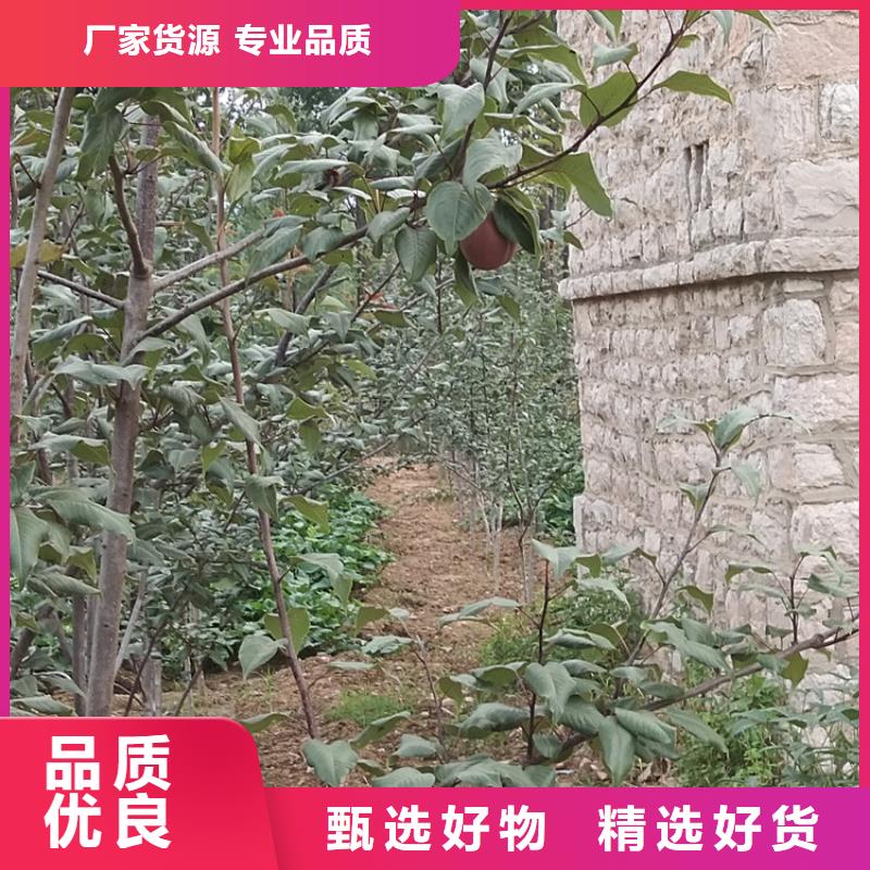 苹果苗视频-新田|东安|湘西|张家界|衡阳|湘潭|娄底|邵阳|郴州苹果苗一手货源源头厂家-轩园园艺场(永州市分公司)