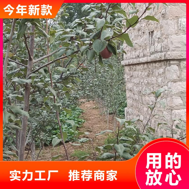 苹果苗视频-黑龙江省|大兴安岭|大庆|绥化|佳木斯|齐齐哈尔|哈尔滨苹果苗-轩园