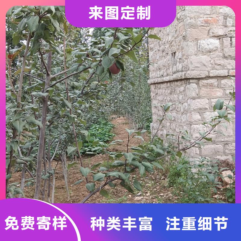 苹果苗视频-黑龙江省|大兴安岭|大庆|绥化|佳木斯|齐齐哈尔|哈尔滨苹果苗-轩园