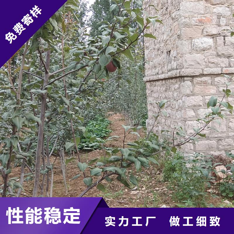 苹果苗视频-苹果苗|河南省濮阳市|清丰|华龙|新乡|鹤壁|三门峡|开封|焦作|安阳|周口