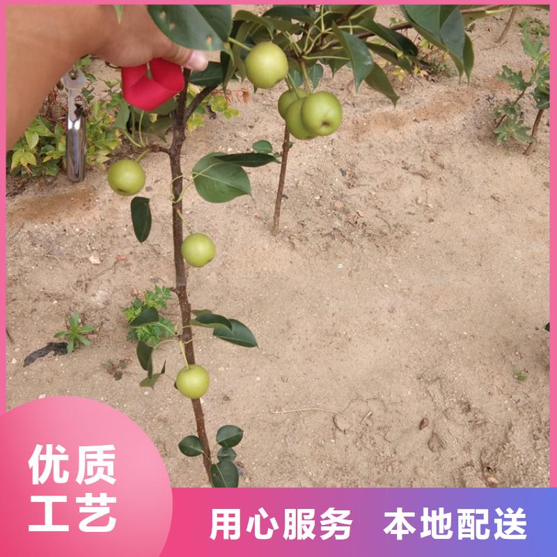 苹果苗视频-新田|东安|湘西|张家界|衡阳|湘潭|娄底|邵阳|郴州苹果苗一手货源源头厂家-轩园园艺场(永州市分公司)