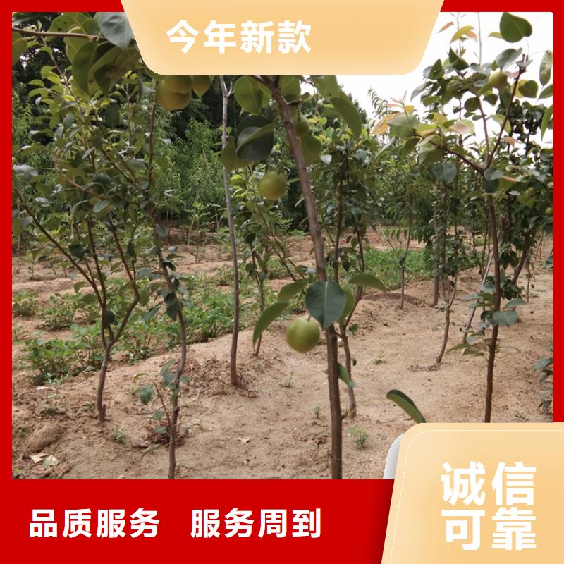 苹果苗视频-苹果苗|河南省濮阳市|清丰|华龙|新乡|鹤壁|三门峡|开封|焦作|安阳|周口