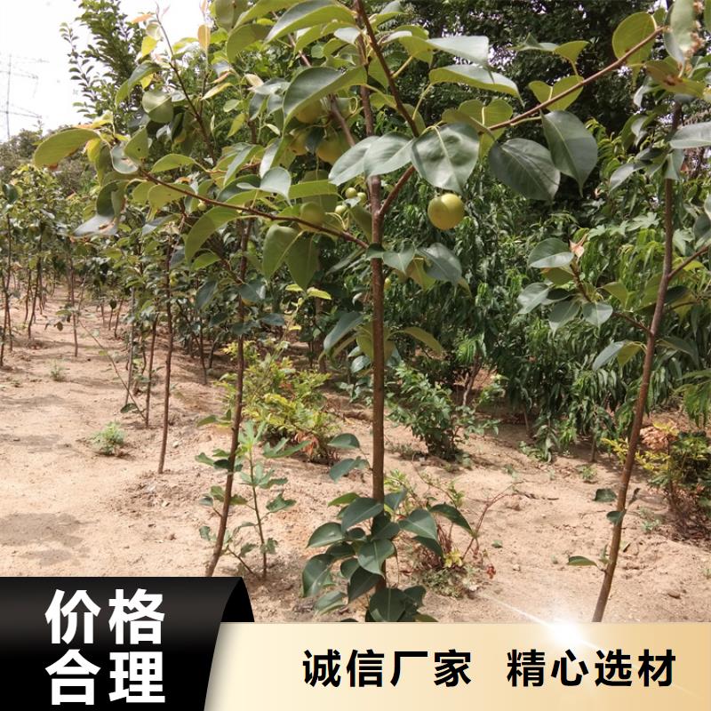 苹果苗视频-黑龙江省|大兴安岭|大庆|绥化|佳木斯|齐齐哈尔|哈尔滨苹果苗-轩园