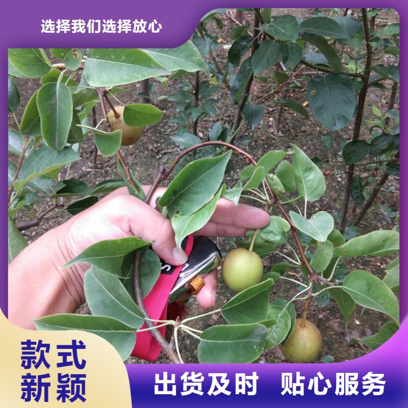 梨树苹果苗严选用料