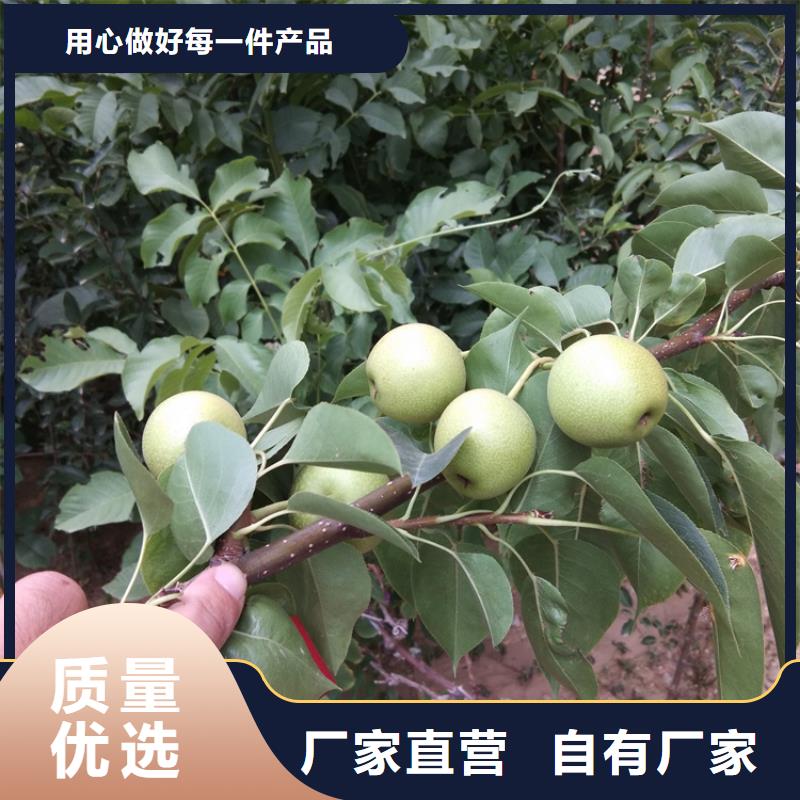 梨树苹果苗严选用料