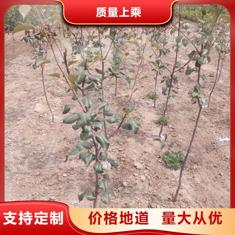 苹果苗视频-苹果苗|河南省濮阳市|清丰|华龙|新乡|鹤壁|三门峡|开封|焦作|安阳|周口