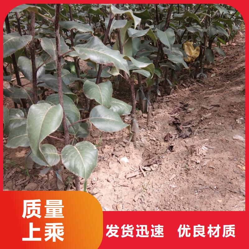 苹果苗视频-黑龙江省|大兴安岭|大庆|绥化|佳木斯|齐齐哈尔|哈尔滨苹果苗-轩园