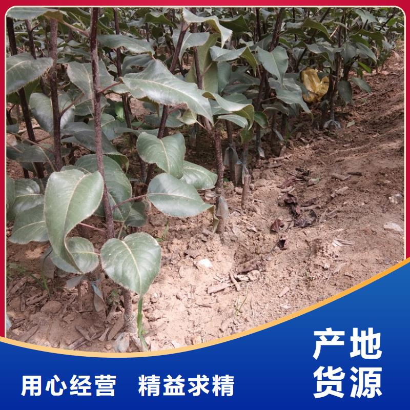 梨树_3公分石榴苗品质之选