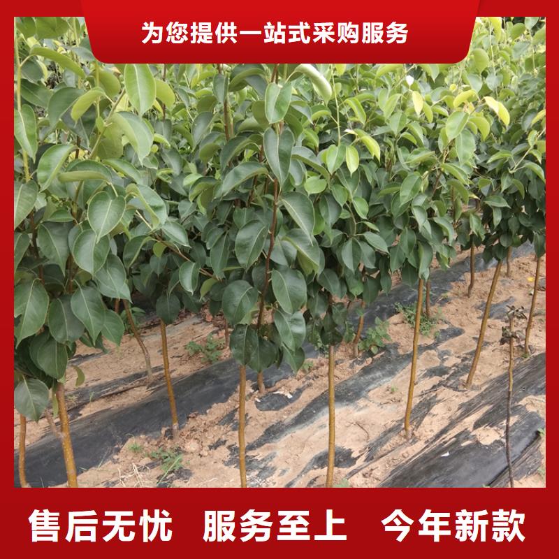 梨树-樱桃苗产品参数