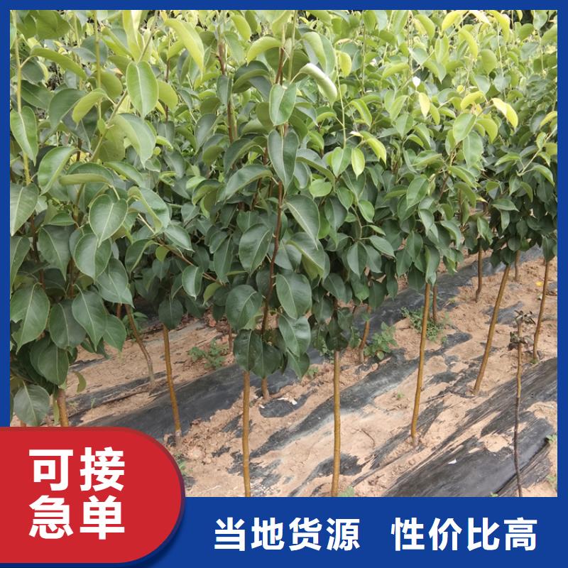 梨树-樱桃苗长期供应