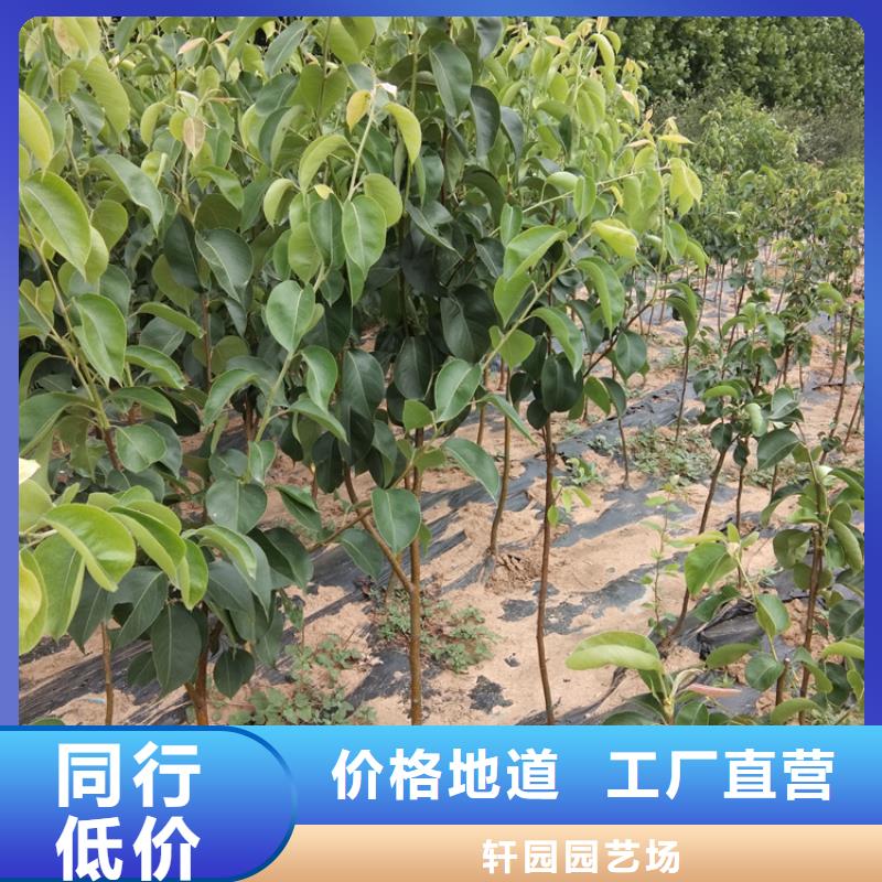 苹果苗视频-黑龙江省|大兴安岭|大庆|绥化|佳木斯|齐齐哈尔|哈尔滨苹果苗-轩园