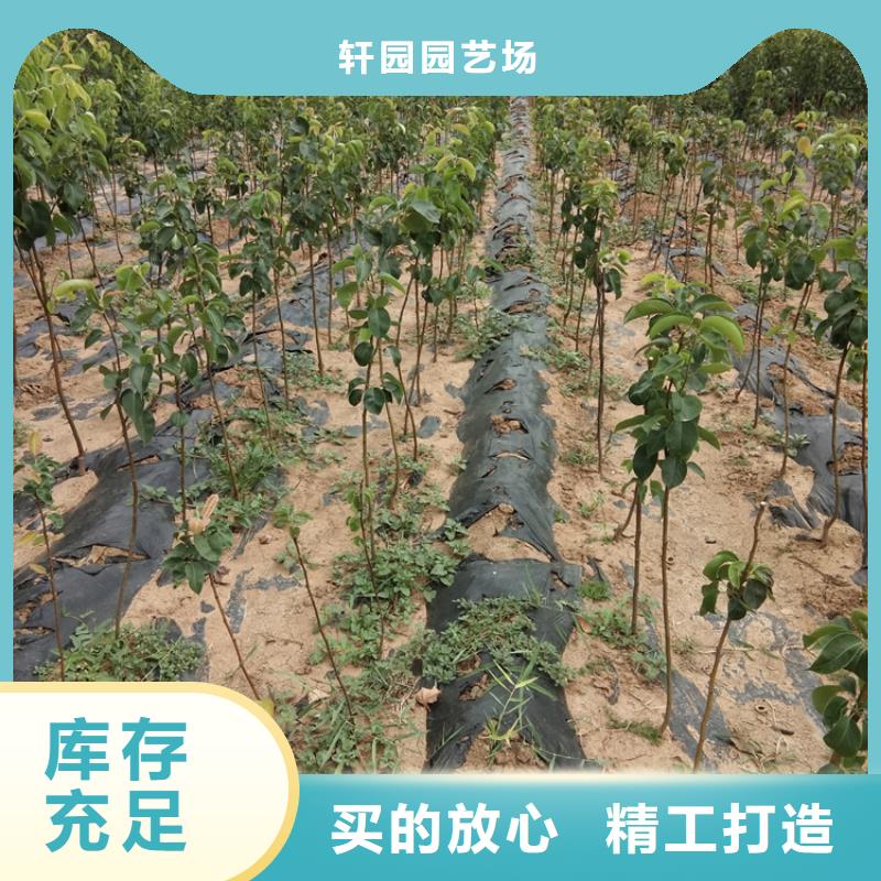 苹果苗视频-黑龙江省|大兴安岭|大庆|绥化|佳木斯|齐齐哈尔|哈尔滨苹果苗-轩园