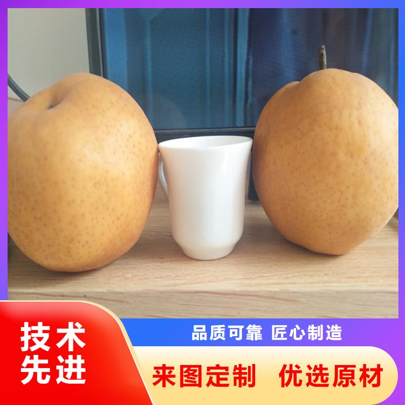 梨树苹果苗严选用料