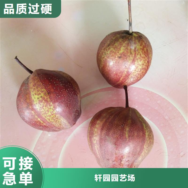 苹果苗视频-苹果苗|河南省濮阳市|清丰|华龙|新乡|鹤壁|三门峡|开封|焦作|安阳|周口