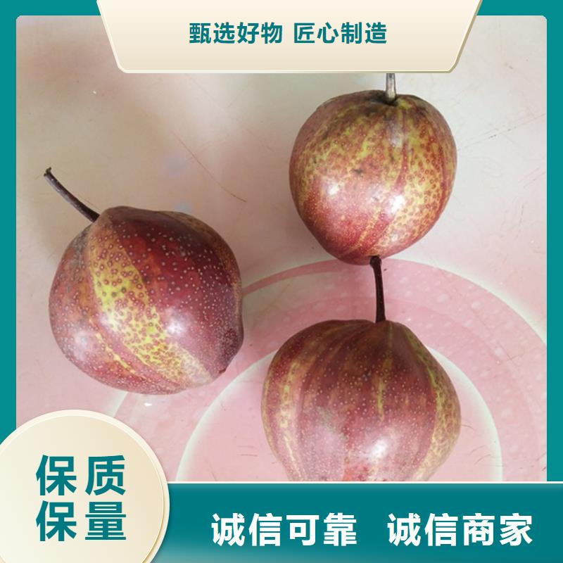 梨树樱桃苗适用范围广