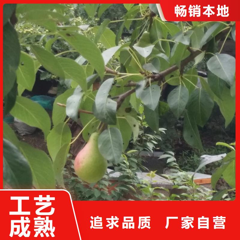 苹果苗视频-苹果苗|河南省濮阳市|清丰|华龙|新乡|鹤壁|三门峡|开封|焦作|安阳|周口