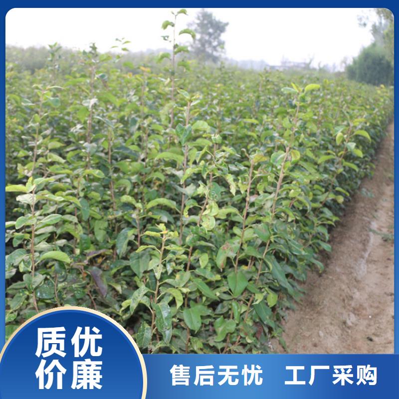 苹果苗视频-黑龙江省|大兴安岭|大庆|绥化|佳木斯|齐齐哈尔|哈尔滨苹果苗-轩园