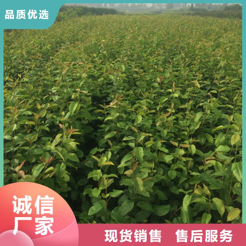 苹果苗视频-新田|东安|湘西|张家界|衡阳|湘潭|娄底|邵阳|郴州苹果苗一手货源源头厂家-轩园园艺场(永州市分公司)