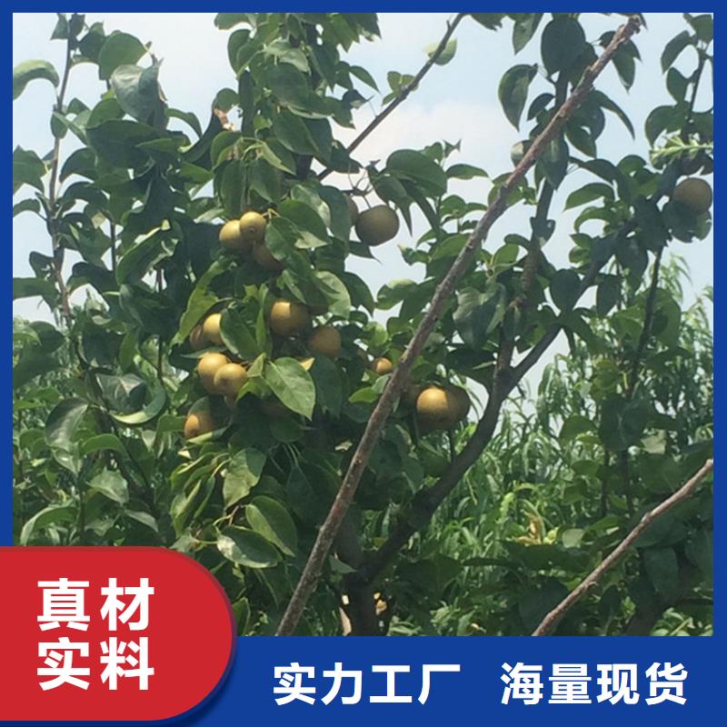 苹果苗视频-苹果苗|河南省濮阳市|清丰|华龙|新乡|鹤壁|三门峡|开封|焦作|安阳|周口