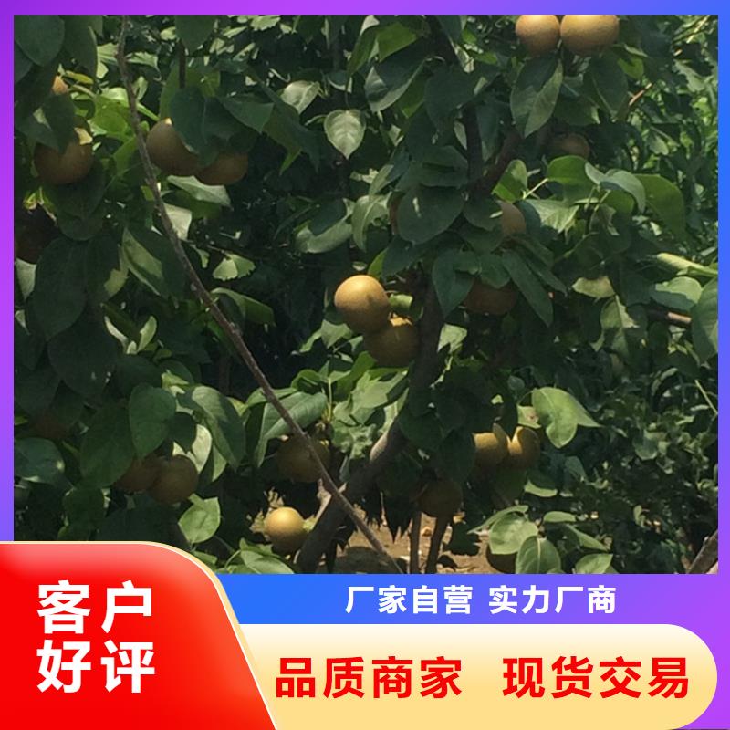 苹果苗视频-新田|东安|湘西|张家界|衡阳|湘潭|娄底|邵阳|郴州苹果苗一手货源源头厂家-轩园园艺场(永州市分公司)