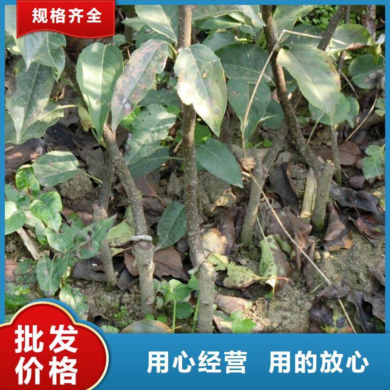 梨树-樱桃苗长期供应