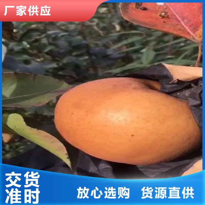 梨树-樱桃苗长期供应