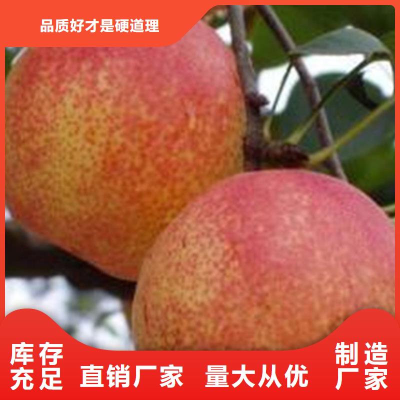 梨树-樱桃苗产品参数
