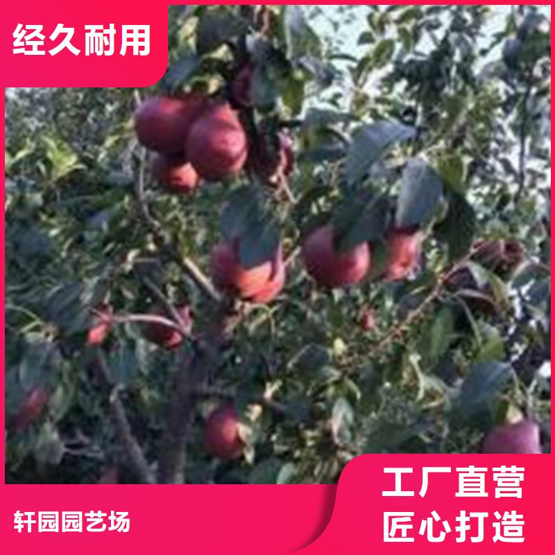 梨树-樱桃苗产品参数
