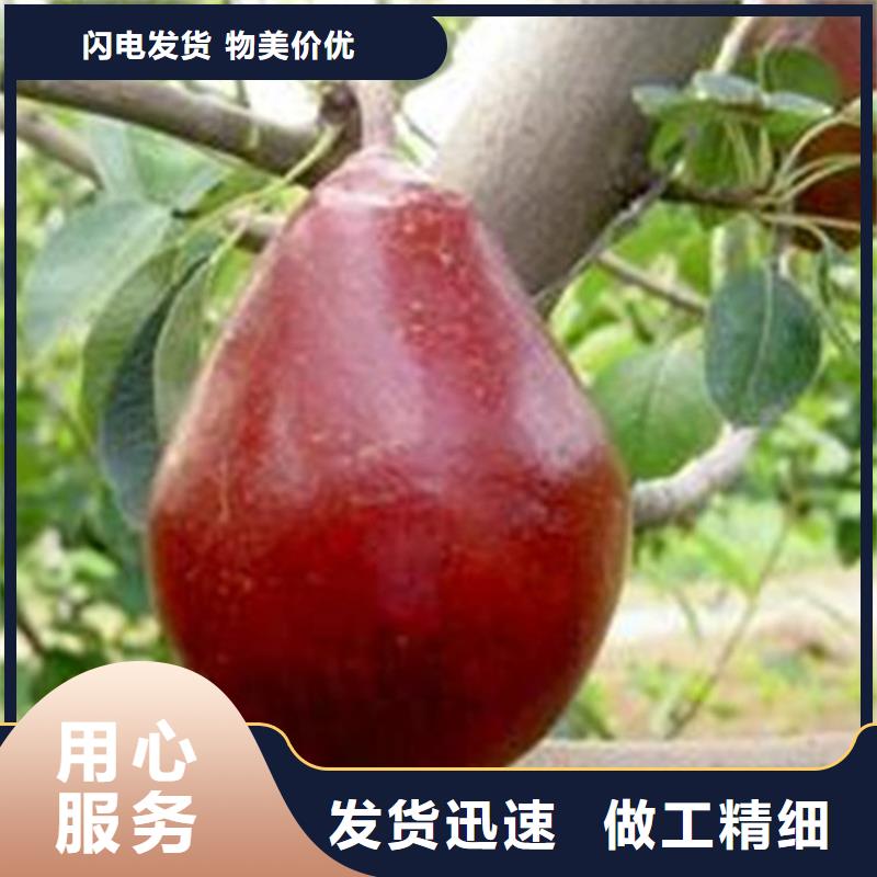 梨树樱桃苗客户好评