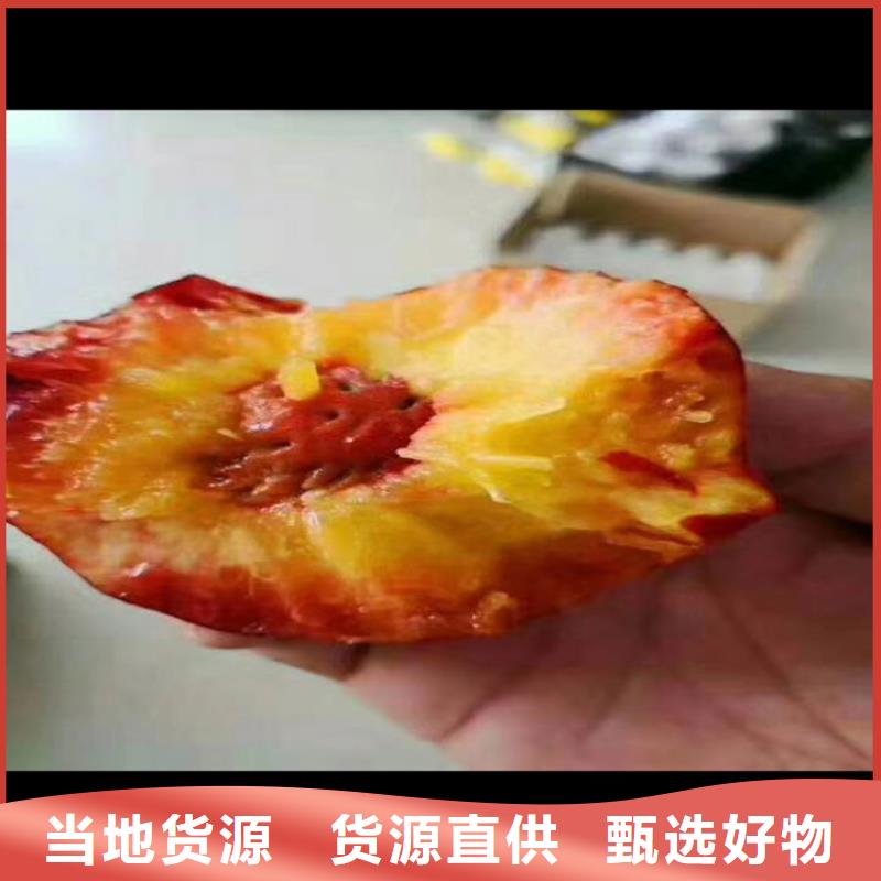 苹果苗视频-苹果苗-贵州省铜仁市同城货源-石阡|德江|黔西南|黔南|黔东南|贵阳|安顺