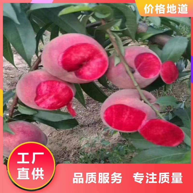 桃西瓜苗N年生产经验