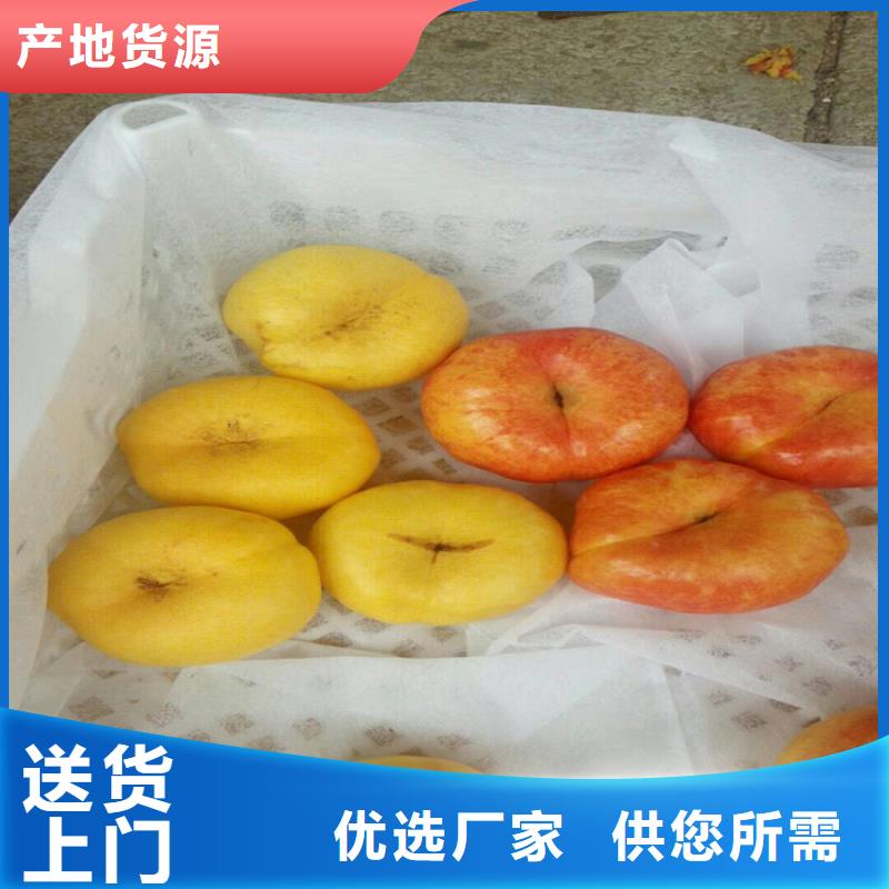 苹果苗视频-苹果苗-贵州省铜仁市同城货源-石阡|德江|黔西南|黔南|黔东南|贵阳|安顺