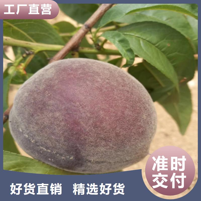 轩园桃,【苹果苗】现货销售-苹果苗