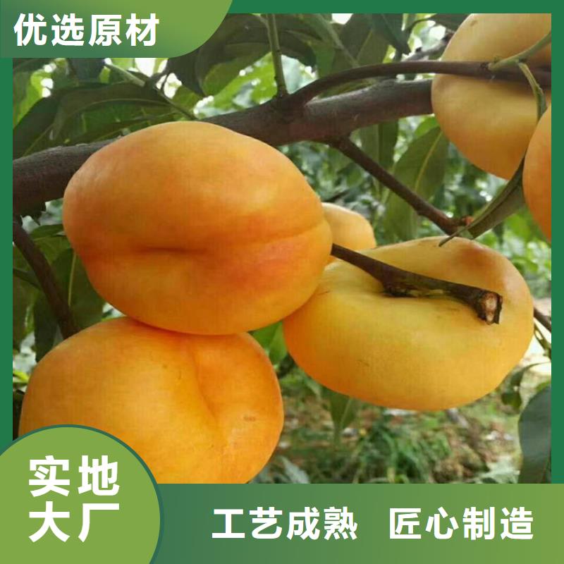 桃_苹果苗厂家直销省心省钱